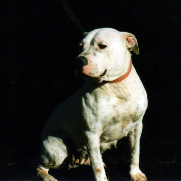 gallery/Angel/img058.jpg