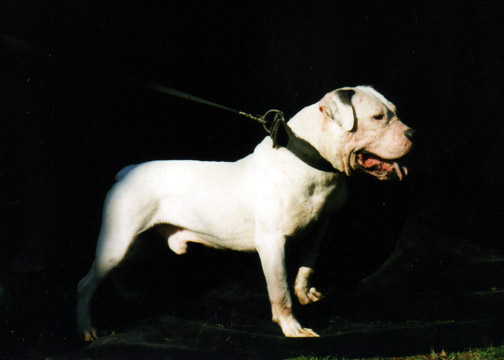 gallery/Bosshog/bosshog-19.jpg