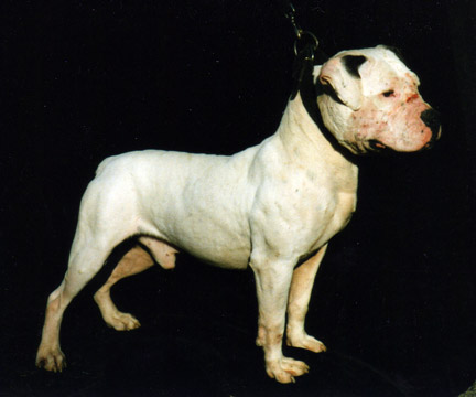 gallery/Bosshog/bosshog-20.jpg