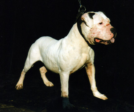 gallery/Bosshog/bosshog-21.jpg
