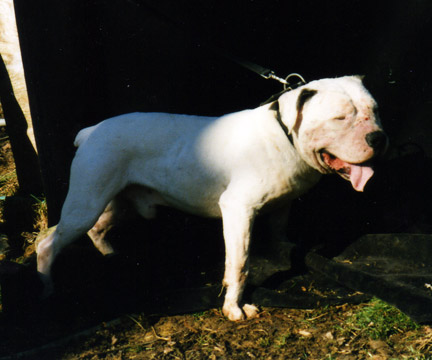 gallery/Bosshog/bosshog-22.jpg