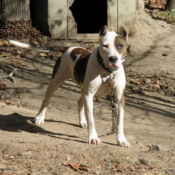 gallery/Gypsy/gypsy-31.jpg