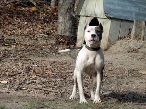 gallery/Gypsy/gypsy-36.jpg