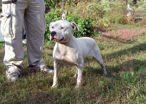 gallery/Litters/Bosshog-Angel/bossygirl-2.jpg