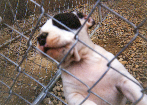 gallery/Litters/Bosshog-Dolly/a_bosshog-dolly_07.jpg