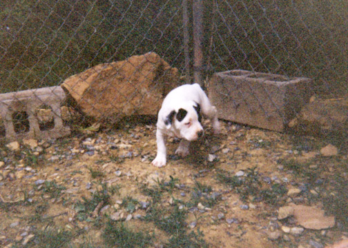 gallery/Litters/Bosshog-Dolly/a_bosshog-dolly_08.jpg