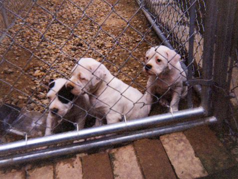 gallery/Litters/Bosshog-Dolly/a_bosshog-dolly_10.jpg