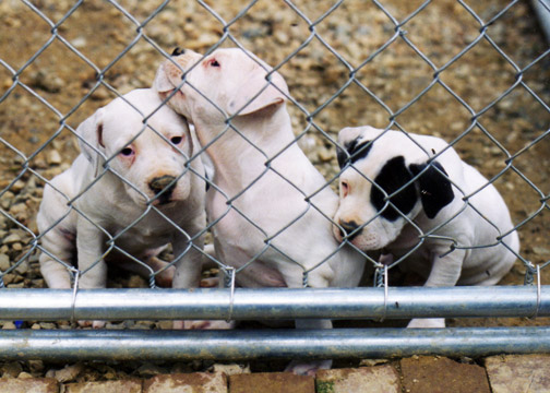 gallery/Litters/Bosshog-Dolly/a_bosshog-dolly_12.jpg