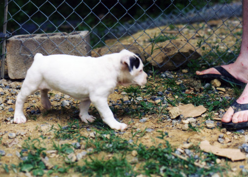 gallery/Litters/Bosshog-Dolly/a_bosshog-dolly_13.jpg