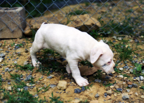 gallery/Litters/Bosshog-Dolly/a_bosshog-dolly_14.jpg