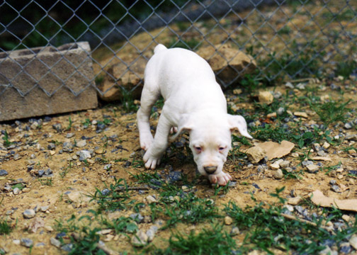 gallery/Litters/Bosshog-Dolly/a_bosshog-dolly_15.jpg