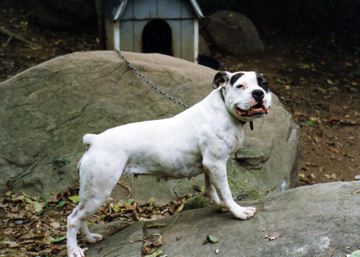 gallery/Litters/Bosshog-Dolly/b_chopper_1.jpg