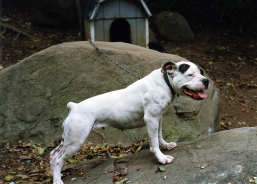 gallery/Litters/Bosshog-Dolly/b_chopper_2.jpg