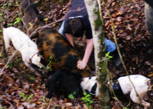 gallery/Litters/Bosshog-Dolly/bighead-bosshog_1.jpg