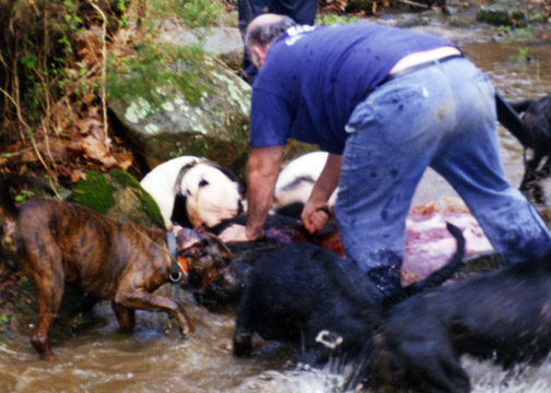 gallery/Litters/Bosshog-Dolly/bighead-bosshog_2.jpg