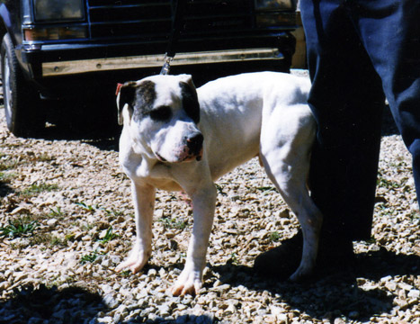 gallery/Litters/Bosshog-Dolly/bighead_1.jpg