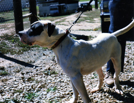 gallery/Litters/Bosshog-Dolly/bighead_2.jpg