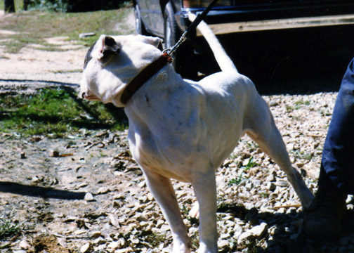 gallery/Litters/Bosshog-Dolly/bighead_3.jpg