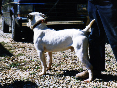 gallery/Litters/Bosshog-Dolly/bighead_4.jpg