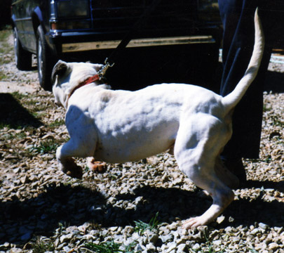 gallery/Litters/Bosshog-Dolly/bighead_5.jpg