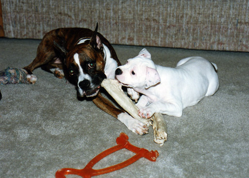 gallery/Litters/Bosshog-Dolly/c_athena_1.jpg