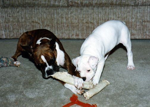 gallery/Litters/Bosshog-Dolly/c_athena_2.jpg