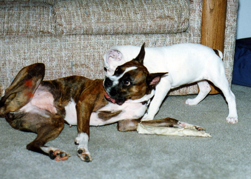 gallery/Litters/Bosshog-Dolly/c_athena_3.jpg