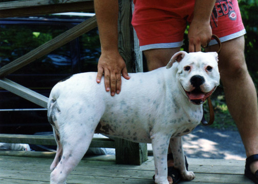 gallery/Litters/Bosshog-Dolly/c_athena_4.jpg