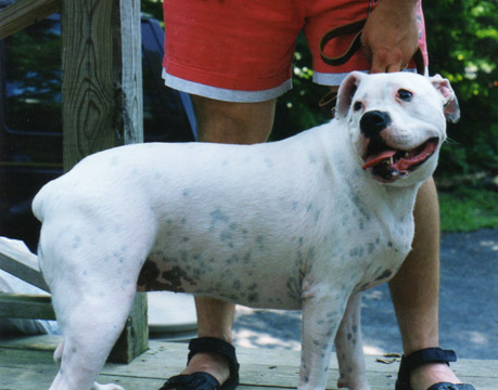 gallery/Litters/Bosshog-Dolly/c_athena_5.jpg