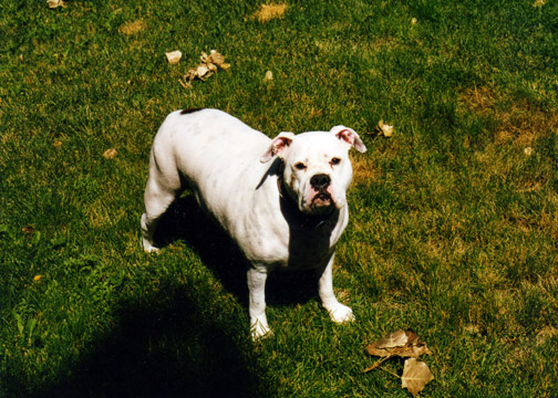 gallery/Litters/Bosshog-Dolly/c_athena_6.jpg