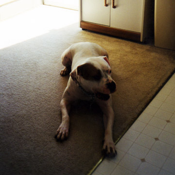 gallery/Litters/Bosshog-Ouija_1/kelley-07.jpg