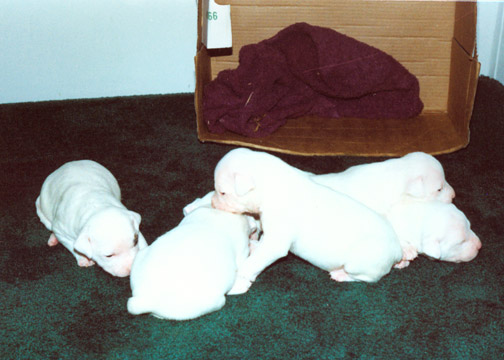 gallery/Litters/JJ-Angel/a_jj-angel_07.jpg