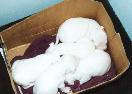 gallery/Litters/JJ-Angel/a_jj-angel_08.jpg