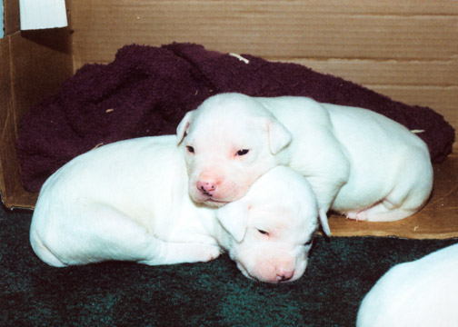 gallery/Litters/JJ-Angel/a_jj-angel_09.jpg