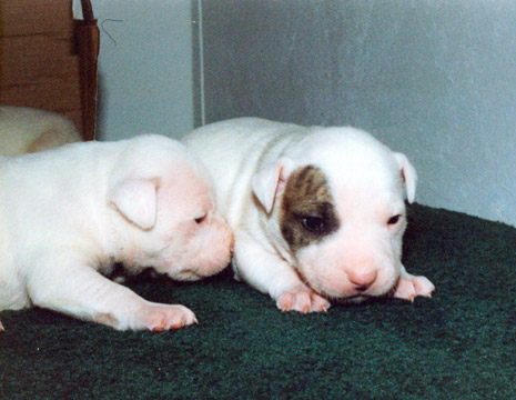gallery/Litters/JJ-Angel/a_jj-angel_10.jpg