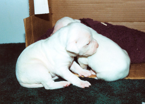 gallery/Litters/JJ-Angel/a_jj-angel_11.jpg