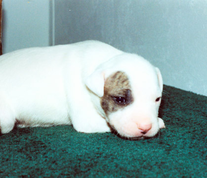 gallery/Litters/JJ-Angel/a_jj-angel_12.jpg
