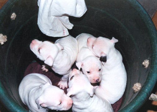 gallery/Litters/JJ-Angel/a_jj-angel_13.jpg
