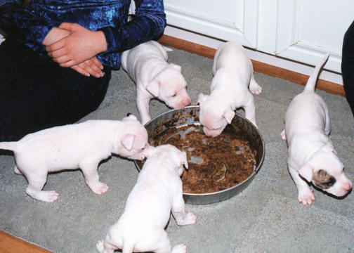 gallery/Litters/JJ-Angel/a_jj-angel_15.jpg