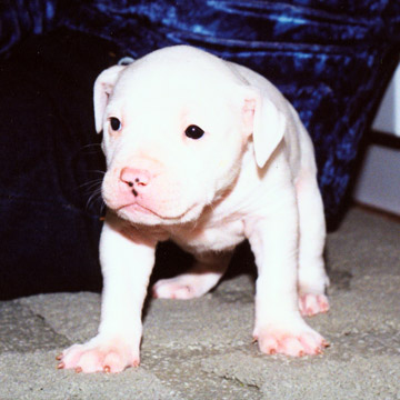 gallery/Litters/JJ-Angel/a_jj-angel_16.jpg