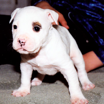 gallery/Litters/JJ-Angel/a_jj-angel_17.jpg