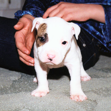 gallery/Litters/JJ-Angel/a_jj-angel_18.jpg