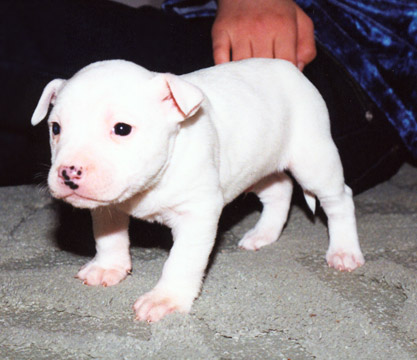 gallery/Litters/JJ-Angel/a_jj-angel_19.jpg