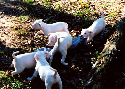 gallery/Litters/JJ-Angel/a_jj-angel_21.jpg