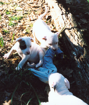 gallery/Litters/JJ-Angel/a_jj-angel_22.jpg