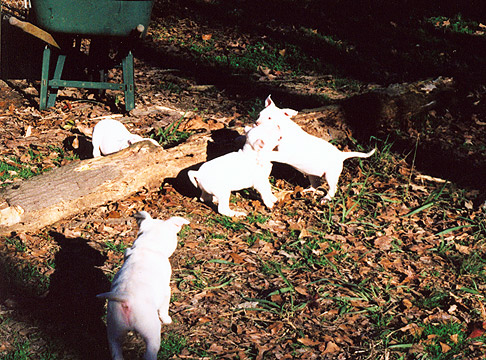 gallery/Litters/JJ-Angel/a_jj-angel_23.jpg