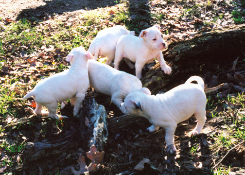gallery/Litters/JJ-Angel/a_jj-angel_24.jpg
