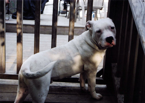 gallery/Litters/JJ-Angel/b_jessejames_1.jpg