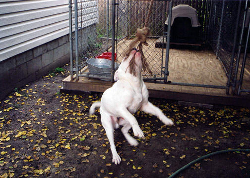 gallery/Litters/JJ-Angel/b_jessejames_2.jpg