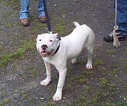 gallery/Litters/JJ-Angel/b_jessejames_5.jpg